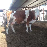 گاو تلیسه سیمینتال