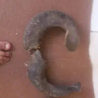 شاخ دکوراسیون جلوی چشم|کلکسیون اشیاء عتیقه|اهواز, پردیس|دیوار