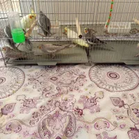 انواع نژاد های عروس هلندی نر و ماده|پرنده|میانه, |دیوار