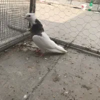 ماده|پرنده|گنبد کاووس, |دیوار