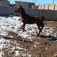 اسب|اسب و تجهیزات اسب‌سواری|اقلید, |دیوار