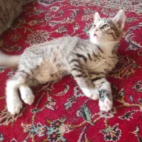 سه تا پیشوی خوشگل یدونه ماده دو تا  نر خاکستری|گربه|ورامین, ورامین|دیوار