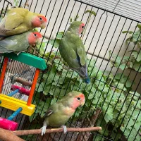 طوطی برزیلی نر و ماده