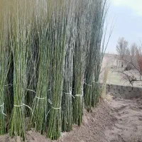 فروش انواع نهال درمجموعه گل یاس