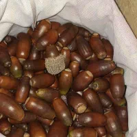 بلوط درجه ۱جنگهای هیرکانی|خوردنی و آشامیدنی|رشت, قاسمیه|دیوار