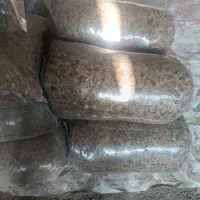 باسلام ذرت دامی پردان مناسب گاوداری