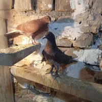 یک جفت جوجه کفتر مخلفه بوم ندیده پرشی|پرنده|کاشان, فاز ۲ ناجی آباد|دیوار