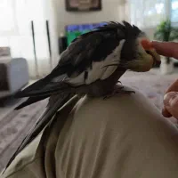 عروس هلندی نر سخنگو|پرنده|کرمانشاه, |دیوار