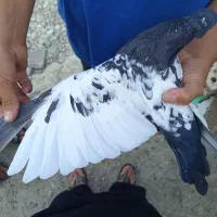 سینه سیاه|پرنده|ارژن, |دیوار