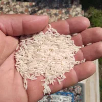 برنج هاشمی محصول خودم