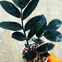 گل وگیاه|گل و گیاه طبیعی|خرمشهر, |دیوار