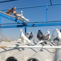 کفتر جوجه|پرنده|تهران, بهارستان|دیوار