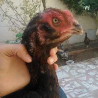 مرغ لاری درجه یک