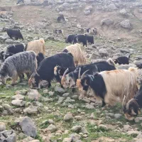 گله بزی تخمی اصل نسب دار