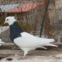 کبوترطوقی|پرنده|صفادشت, |دیوار