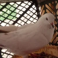 چند عدد کبوتر|پرنده|گمیشان, |دیوار