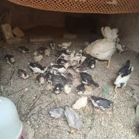 مرغ وخروس وجوجه گلین مرغ کرچ