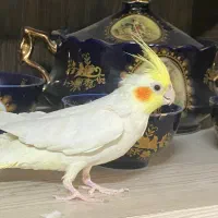عروس هلندی