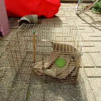 قفس جوجه مرغ عشق خرگوش مینا