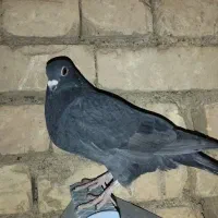ابلغ و بزک و سیاه دورگ|پرنده|باغ بهادران, |دیوار