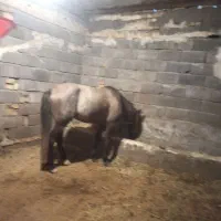 اسب نریان قدم نر