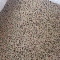 عدس بذری|خوردنی و آشامیدنی|جعفرآباد, |دیوار