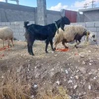 بز داشت اصل|حیوانات مزرعه|مرودشت, فیروزی|دیوار