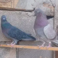 یک جفت نرو ماده دهن خورده|پرنده|سمنان, |دیوار