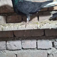 کبوتر  پرشی|پرنده|نوشین شهر, |دیوار