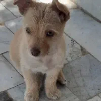 آشپیز سایز ریز فقط۲۵۰۰