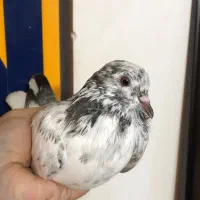 کبوتر ماده پروازی