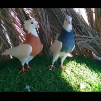 کبوتر|پرنده|زرین دشت (فارس), |دیوار