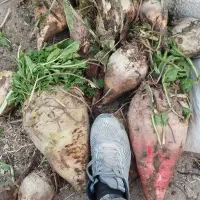 چغندر ،تفاله ،دامی ،کاه ،گندم