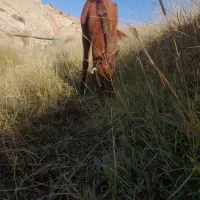 حیوان|حیوانات مزرعه|ایذه, |دیوار