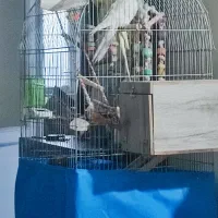 خانه اشتراکی با لوازم کامل (همخانه یا همخونه)|اجارهٔ آپارتمان|تهران, هفت حوض|دیوار