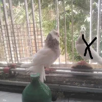 طوق کرمانشاهی