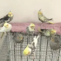 طوطی عروس هلندی انواع نژاد ها بالغ الی جوجه