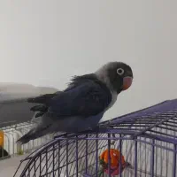 طوطی برزیلی کوتوله دستی رام