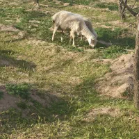 بره‌نر‌چاق