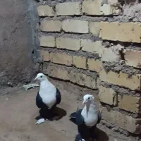 فروش کبوتر|پرنده|رشتخوار, |دیوار