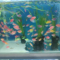 آکواریوم دلفین|ماهی|چابهار, |دیوار