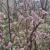 باغ ویلا رامجین ۶۲۵ متری دو خواب فوری|فروش خانه و ویلا|رامجین, |دیوار