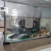 دو عدد آکواریوم|ماهی|فسا, |دیوار