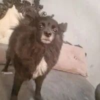 گمشده|حیوانات|مشهد, بهشت|دیوار