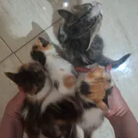 واگذاری رایگان گربه