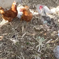 سه عدد مرغ|حیوانات مزرعه|شبستر, |دیوار