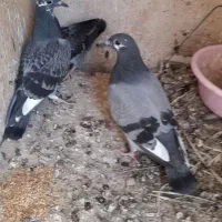 کبوتر پلاکی جانسن و اردن|پرنده|اصفهان, شفق|دیوار