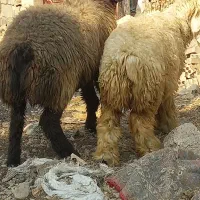 میش کووه چاق بابره ماده چاق جفت چنجاه پنج