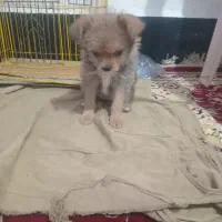 حیوان خانگی