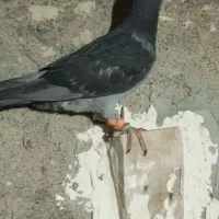 کبوتر چاپی|پرنده|زهک, |دیوار